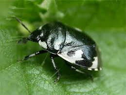 Attēlu rezultāti vaicājumam “Tritomegas bicolor nymph”