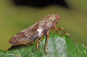 Attēlu rezultāti vaicājumam “Aphrophora alni”