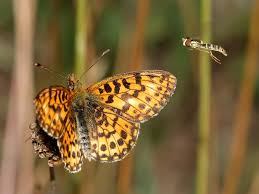 Attēlu rezultāti vaicājumam “Boloria dia”