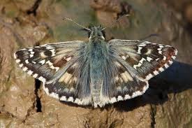 Attēlu rezultāti vaicājumam “Pyrgus serratulae upperside”