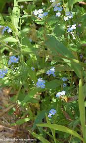 Attēlu rezultāti vaicājumam “Myosotis scorpioides bud”