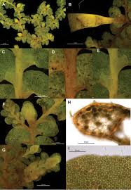Attēlu rezultāti vaicājumam “Radula complanata sporophyte”