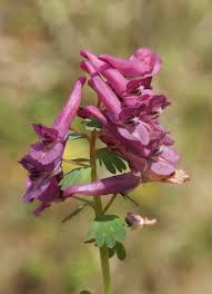 Attēlu rezultāti vaicājumam “Corydalis solida”
