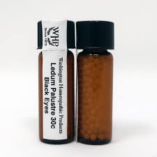 Attēlu rezultāti vaicājumam “Ledum palustre”