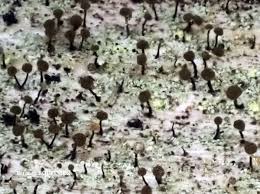 Attēlu rezultāti vaicājumam “Chaenotheca brunneola”