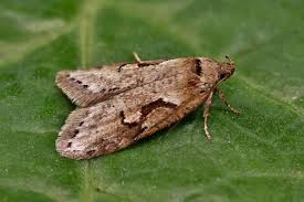 Attēlu rezultāti vaicājumam “Semioscopis oculella”