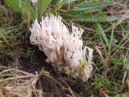 Attēlu rezultāti vaicājumam “Ramariopsis kunzei”