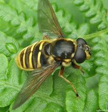 Attēlu rezultāti vaicājumam “Sericomyia silentis”