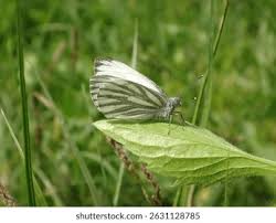 Attēlu rezultāti vaicājumam “Pieris napi”