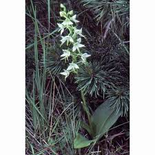 Attēlu rezultāti vaicājumam “Platanthera chlorantha flower”
