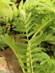 Attēlu rezultāti vaicājumam “Polemonium caeruleum leaf”
