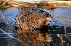 Attēlu rezultāti vaicājumam “Ondatra zibethicus”