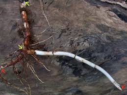 Image result for root-tail