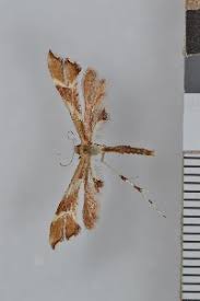 Attēlu rezultāti vaicājumam “Cnaemidophorus rhododactyla”