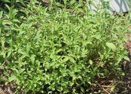Image result for Stevia rebaudiana