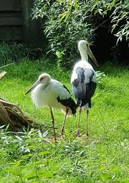 Attēlu rezultāti vaicājumam “Ciconiiformes”