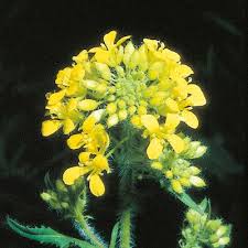 Attēlu rezultāti vaicājumam “Sisymbrium loeselii flower”