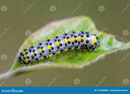 Attēlu rezultāti vaicājumam “Diloba caeruleocephala larva”