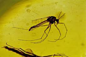 Attēlu rezultāti vaicājumam “Nematocera”