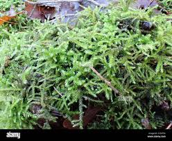 Attēlu rezultāti vaicājumam “Eurhynchium striatum”