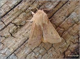 Attēlu rezultāti vaicājumam “Orthosia gracilis”