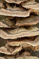 Attēlu rezultāti vaicājumam “Gloeophyllum abietinum”