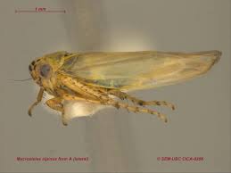 Attēlu rezultāti vaicājumam “Macrosteles sp. imago”