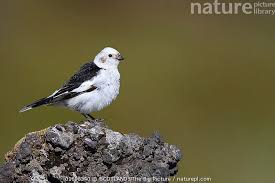 Attēlu rezultāti vaicājumam “Plectrophenax nivalis”