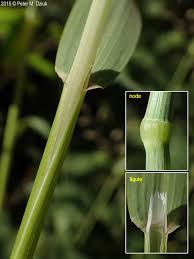 Attēlu rezultāti vaicājumam “Milium effusum flower”