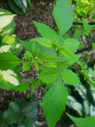 Attēlu rezultāti vaicājumam “Bidens frondosa leaf”