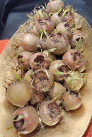 Attēlu rezultāti vaicājumam “Mespilus germanica”