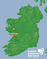 Attēlu rezultāti vaicājumam “Eucosma aspidiscana”