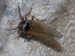 Attēlu rezultāti vaicājumam “Javesella pellucida female”