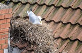 Attēlu rezultāti vaicājumam “Larus argentatus nest”