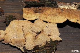 Attēlu rezultāti vaicājumam “Antrodia malicola”