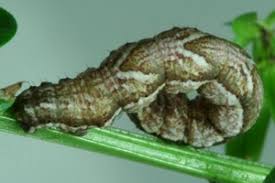 Attēlu rezultāti vaicājumam “Cosmorhoe ocellata”