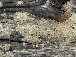 Attēlu rezultāti vaicājumam “Parmeliopsis ambigua”