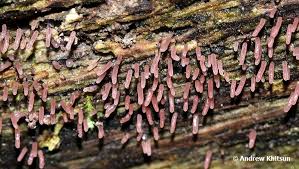 Attēlu rezultāti vaicājumam “Stemonitopsis typhina”