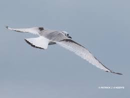 Attēlu rezultāti vaicājumam “Rissa tridactyla adult”