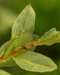 Attēlu rezultāti vaicājumam “Mnium stellare”