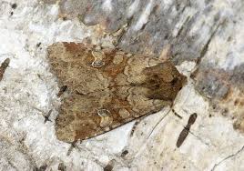 Attēlu rezultāti vaicājumam “Apamea sordens”