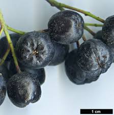 Attēlu rezultāti vaicājumam “Aronia melanocarpa fruit”