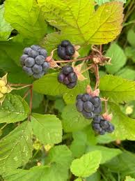 Attēlu rezultāti vaicājumam “Rubus caesius”