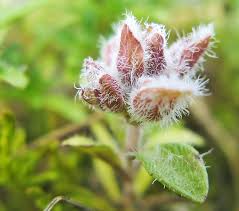 Attēlu rezultāti vaicājumam “Bayeriola thymicola”