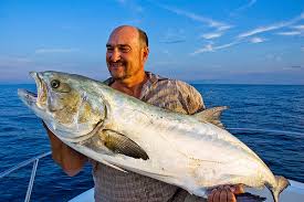 Image result for Lichia amia