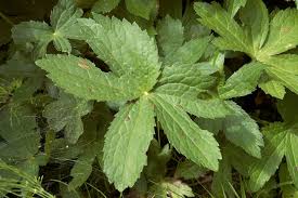 Attēlu rezultāti vaicājumam “Astrantia major leaf”