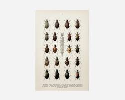 Attēlu rezultāti vaicājumam “Bembidion litorale”