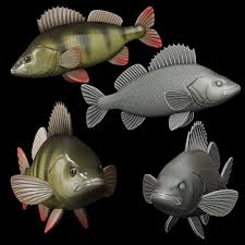 Attēlu rezultāti vaicājumam “Perca fluviatilis”