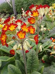 Attēlu rezultāti vaicājumam “Primula veris var. rubra flower”