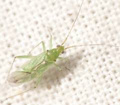 Attēlu rezultāti vaicājumam “Blepharidopterus angulatus”